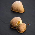 Moule silicone Sfogliatella 3D x12 Pavoflex