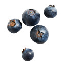 Purée de Fruits Myrtille 1kg - Capfruit