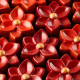 Moule Chocolat Bouquet de Fleurs 3,8 x 1,3 cm (x24) - Pavoni